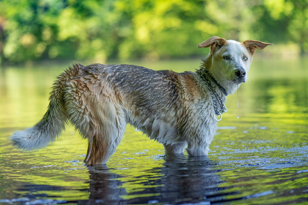 Dog-Friendly Summer Activities for Fun & Fitness