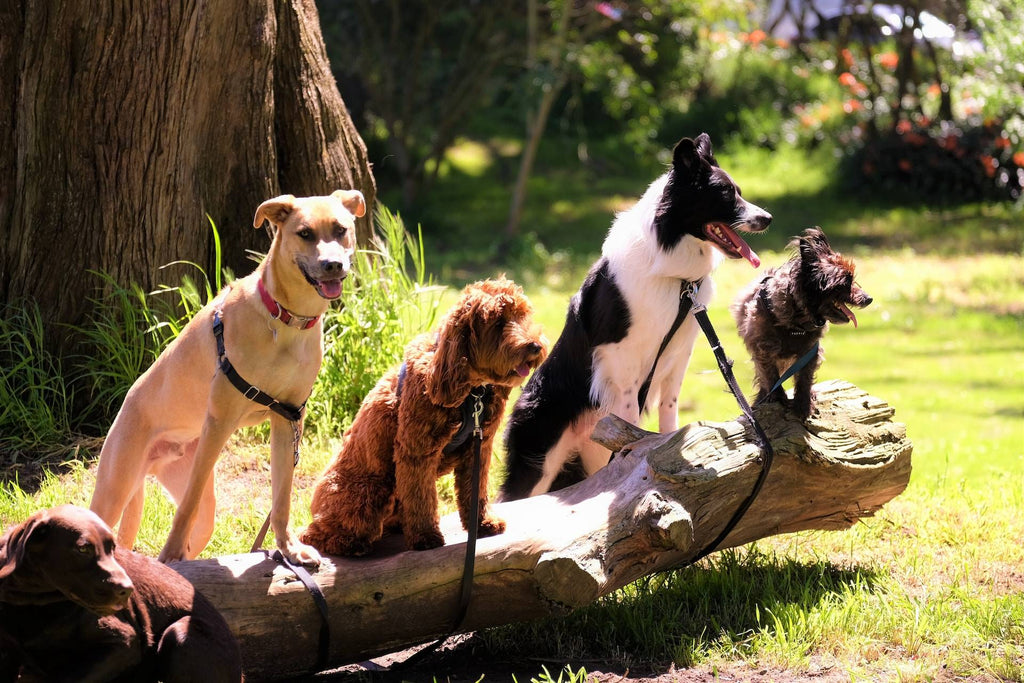 Adopt a Dog