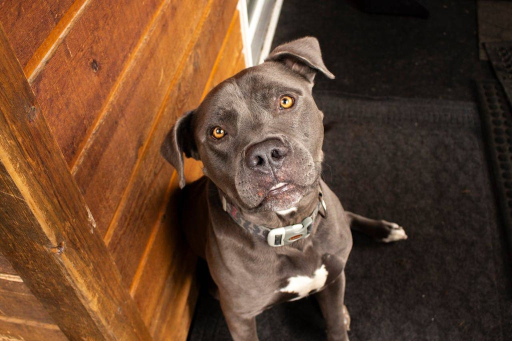 Pet Owner’s Guide