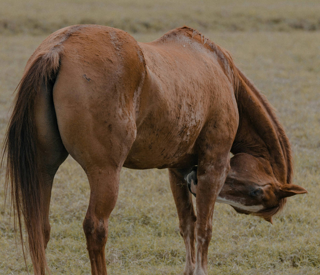 Trust Your Gut: A Complete Guide To Identifying, Treating and Preventing Ulcers In Horses