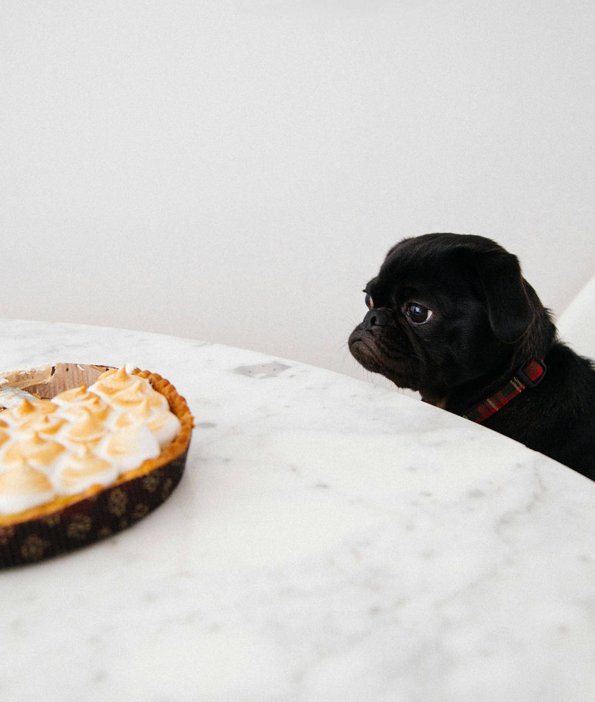 Unsafe Foods for Dogs