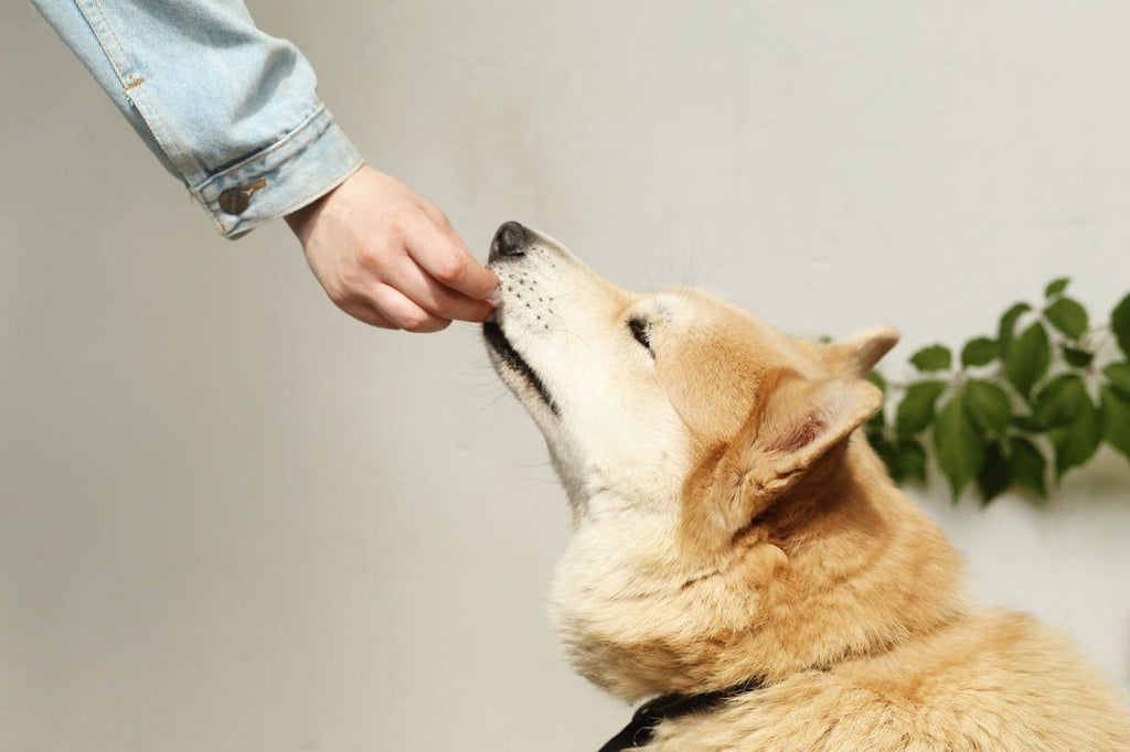 Dog Food Impacts Joint Health & Mobility