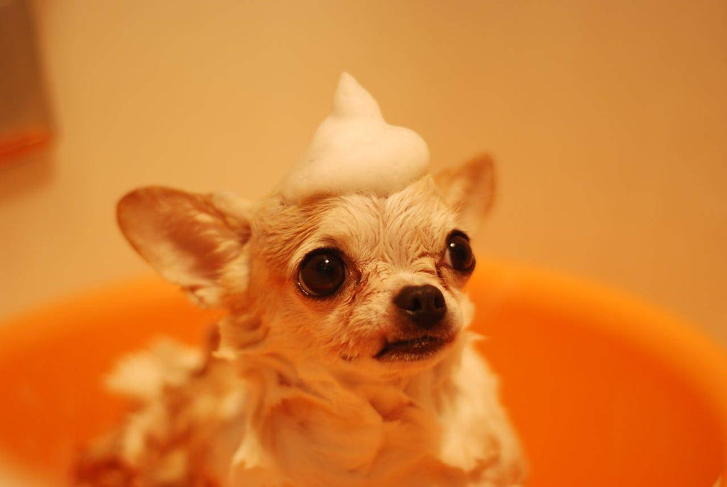 Caring for Your Dog's Skin and Coat