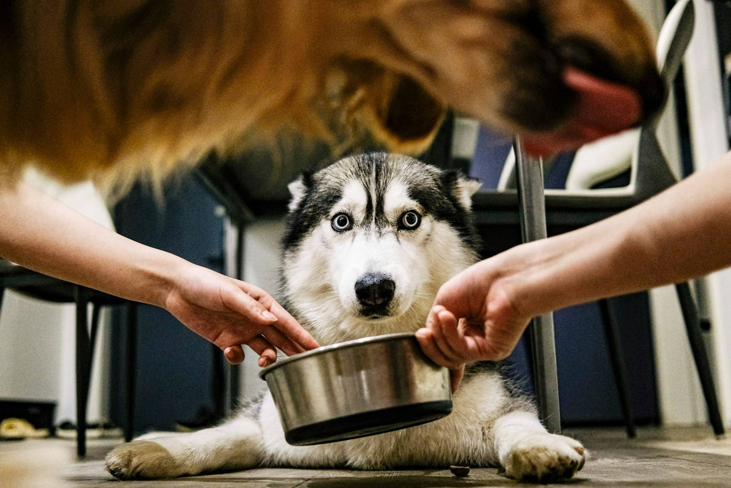 Dog Gut Health & Immunity