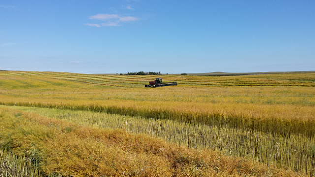 How Smart Earth Camelina Oil is Made