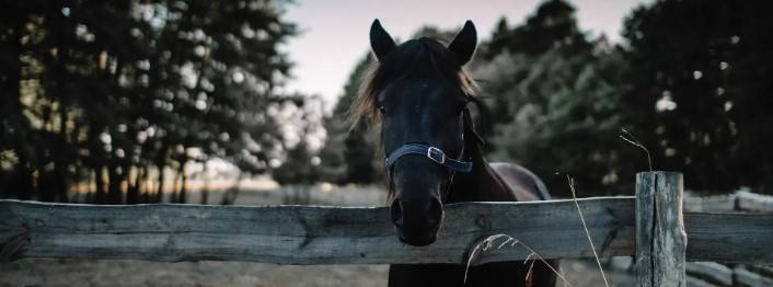 horse’s feed