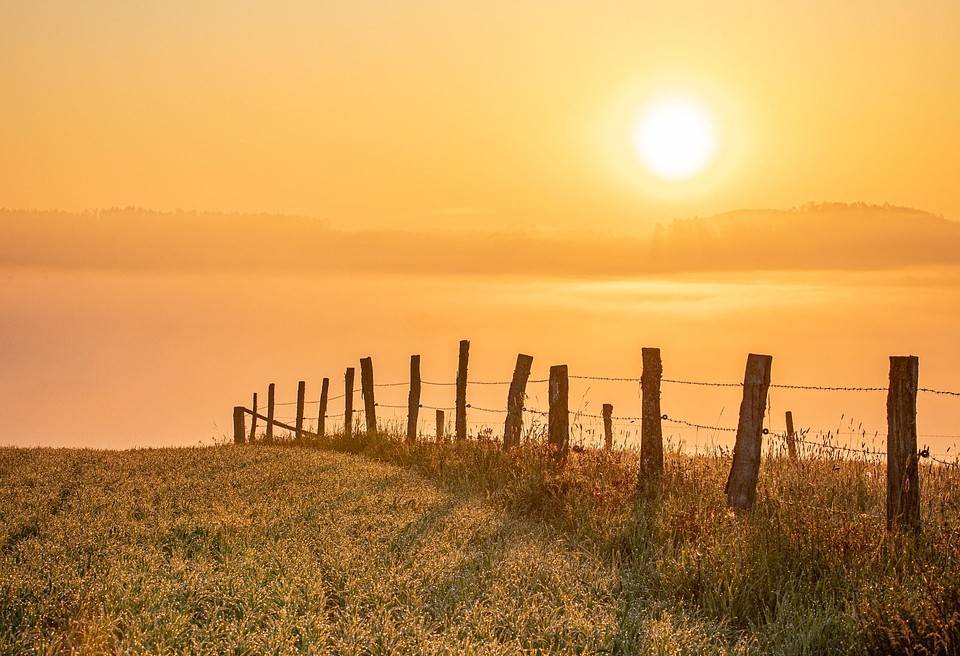 Everything You Need To Know About Sunburn In Horses