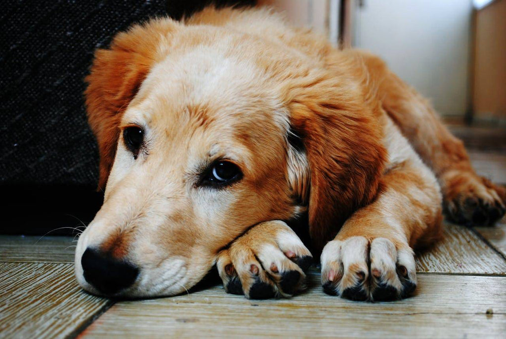 What is Chronic Kidney Disease in Dogs and Its Effects?