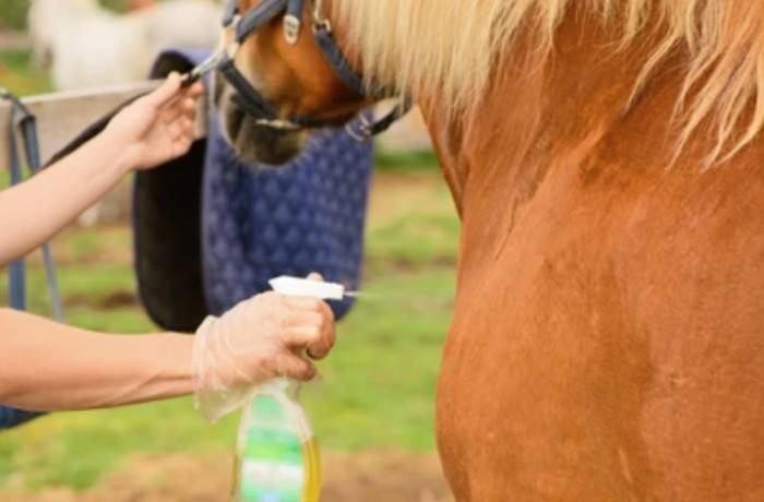 Tick Prevention for Horses