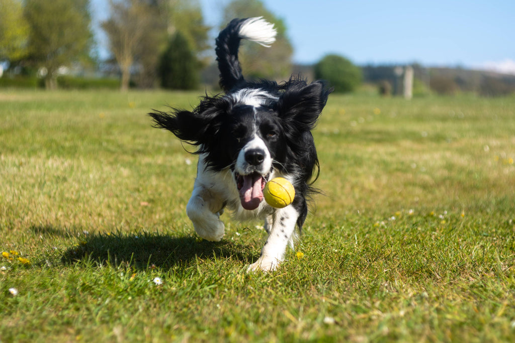 A Beginner’s Introduction to Popular Dog Sports