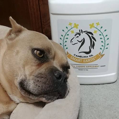 Camelina for Dogs