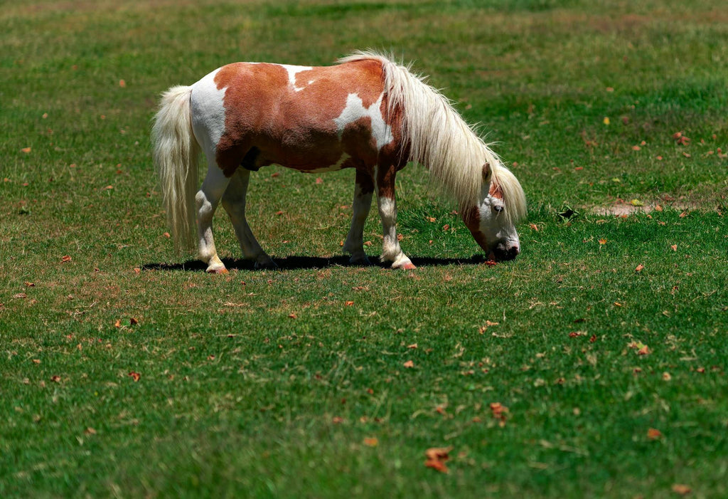 Why Are Miniature Horses Prone to Cushings?