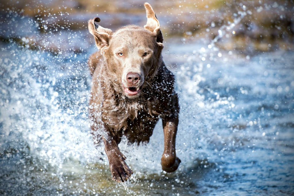Best Joint Supplements for Dogs