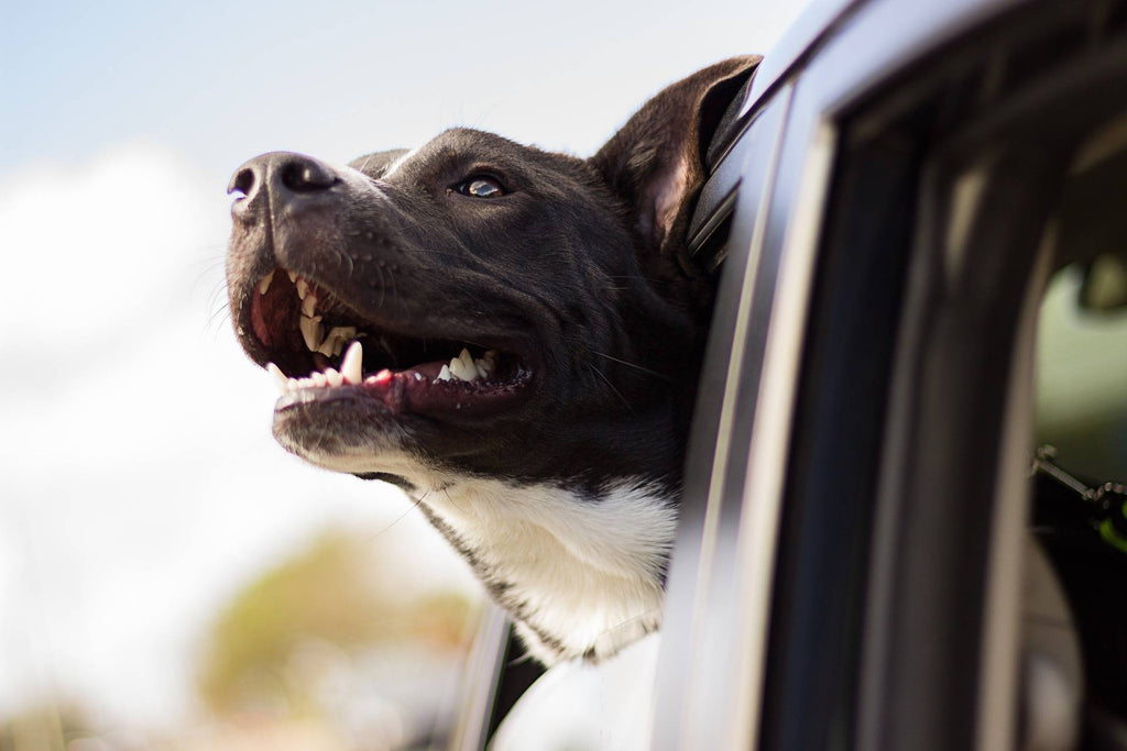 Omega 3 Fats for Dogs With Cushing’s