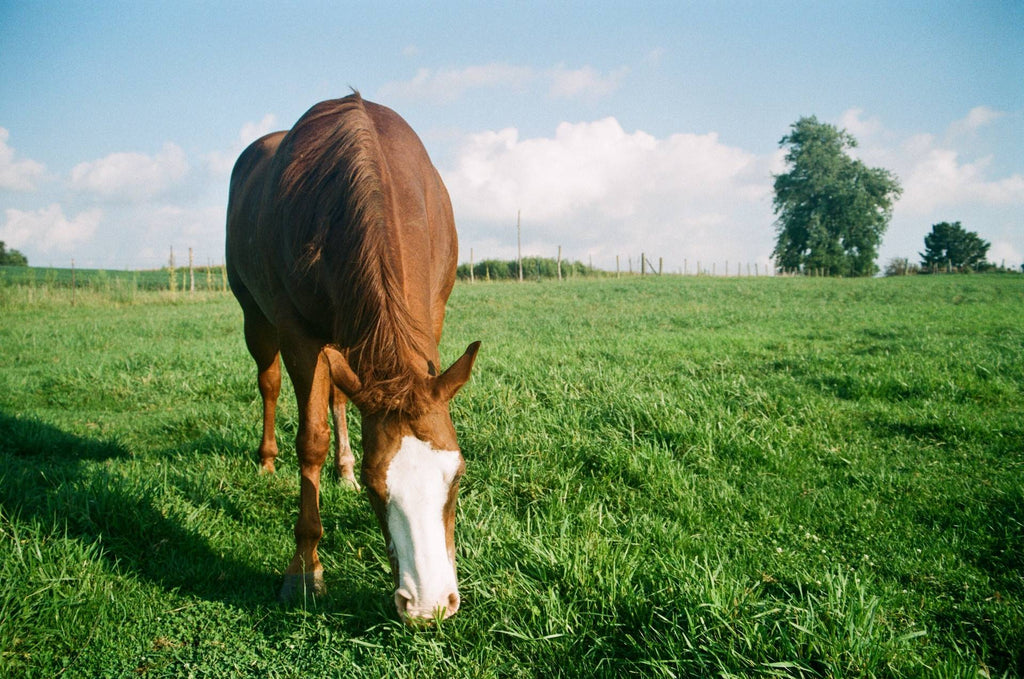 Is There Such a Thing as Too Much Pasture?