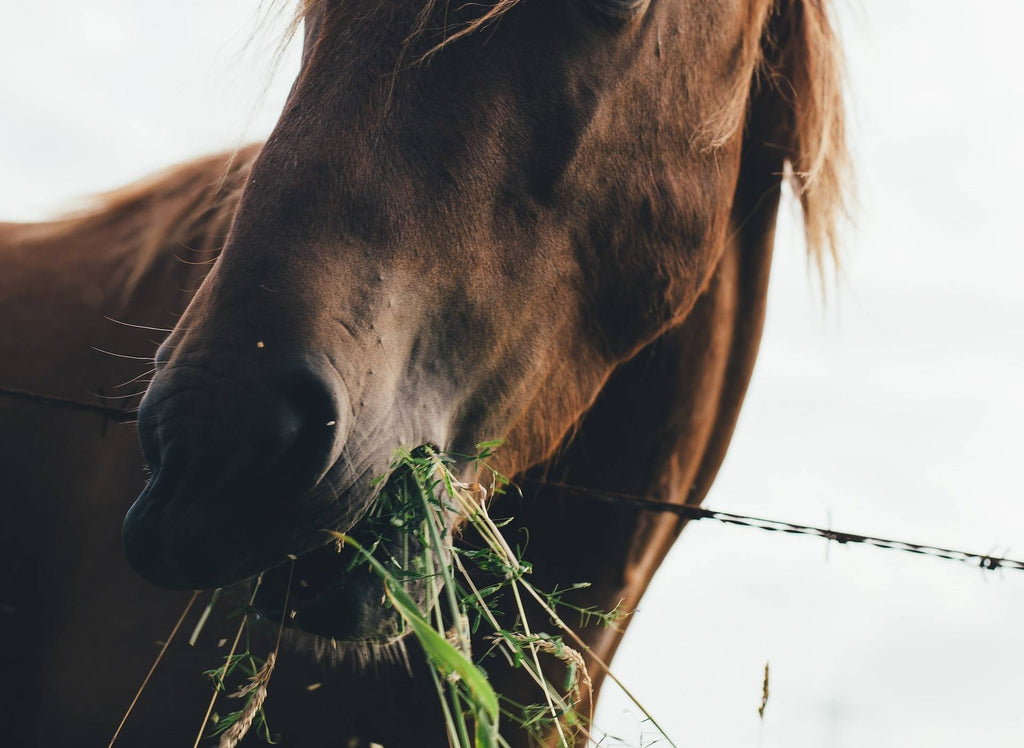 Deworming, Fecal Analysis or Both?