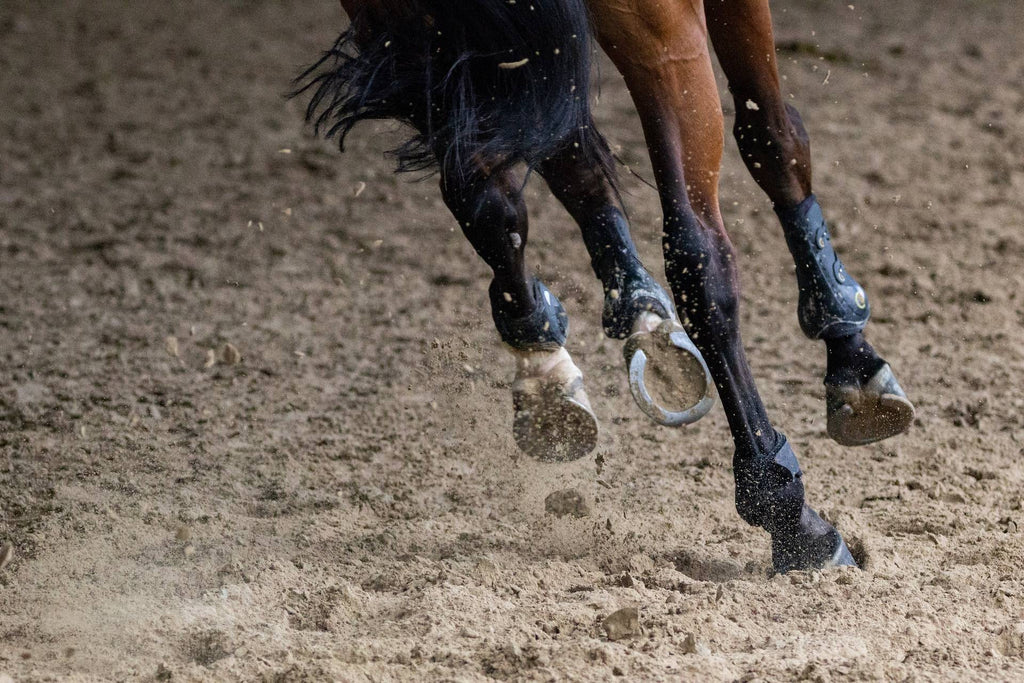 Why Stone Bruises in Horses Are a Serious Concern