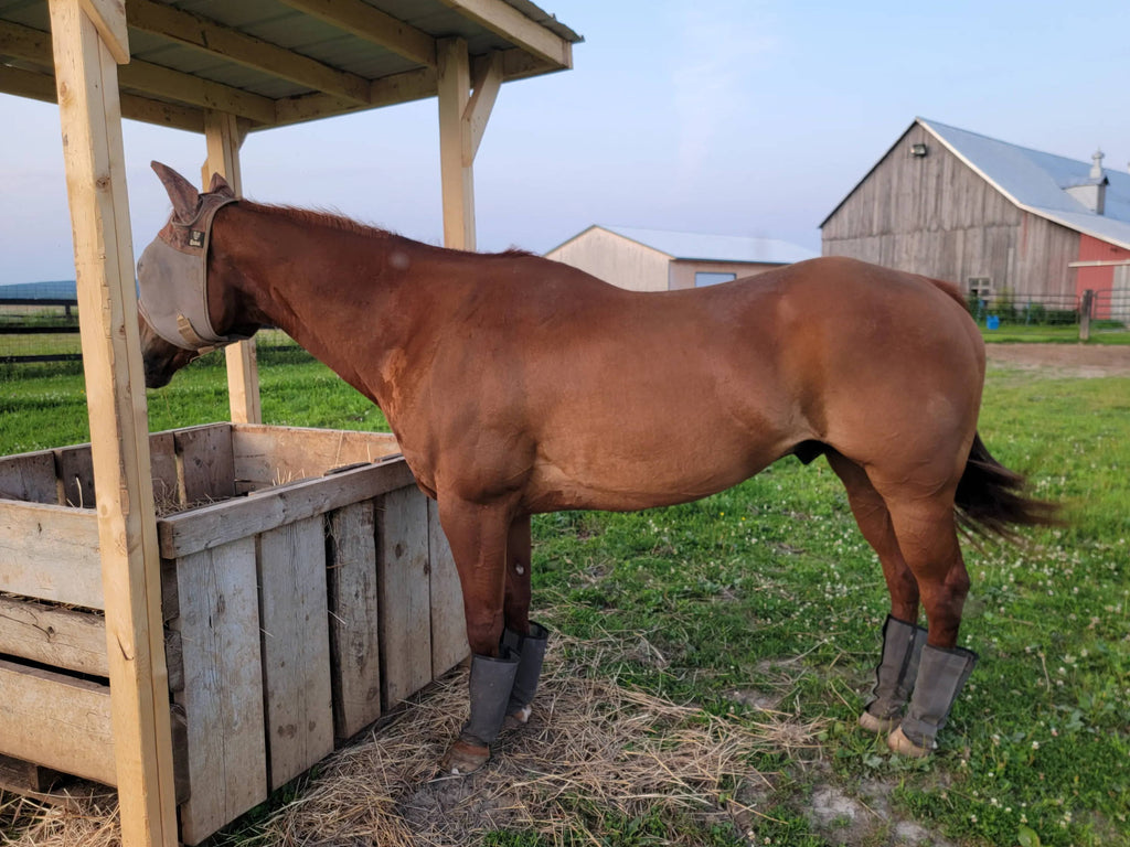 Camelina Plus: A new solution to gastric wellness