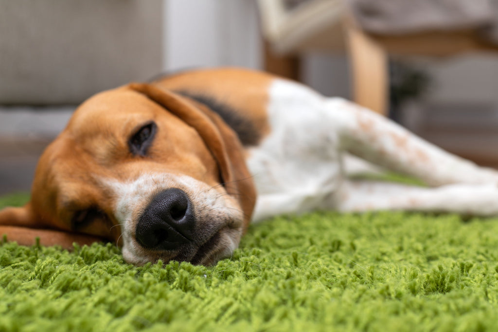 Unpacking IBD in Dogs and How to Manage It