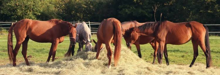 Hay analysis and formulating feed programs