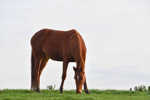 My Horse Colicked. Now What?