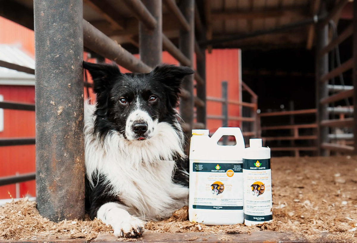 Border collie lying in a barn alley beside the 64oz jug and 16oz bottle