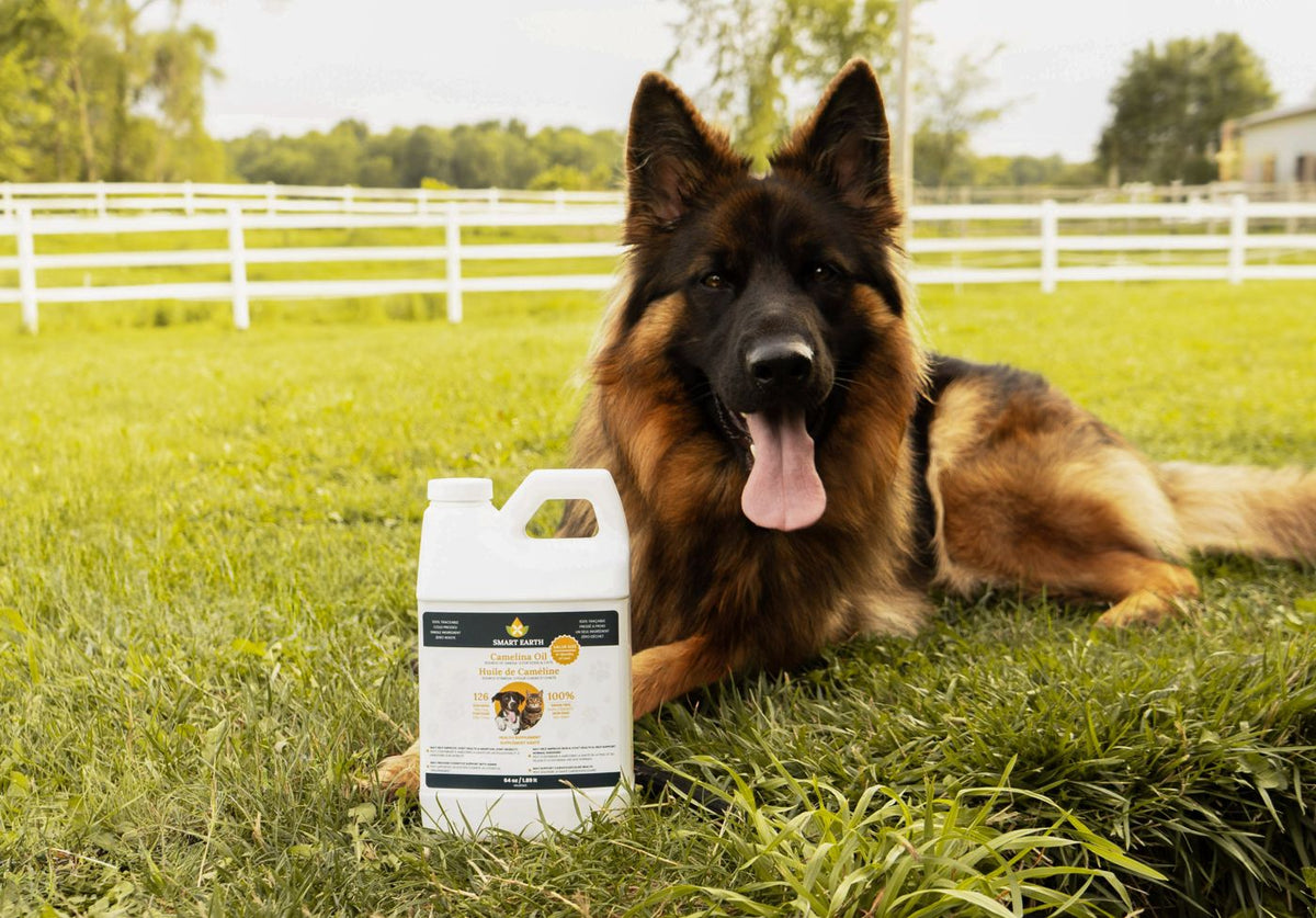 German Shepherd lying in the grass beside the 64oz Camelina Oil jug
