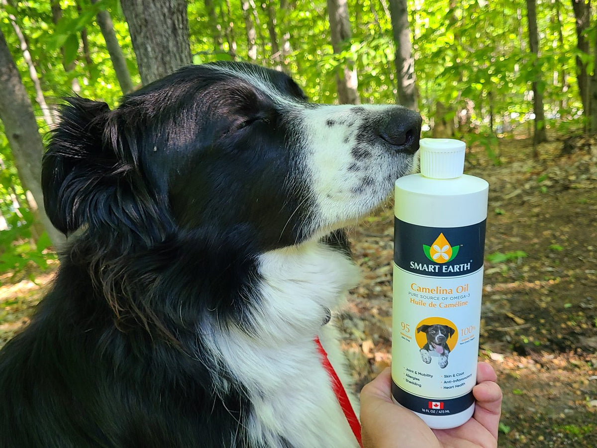 Border collie sniffing a hand-held 16oz Camelina Oil bottle in the woods — customer photo