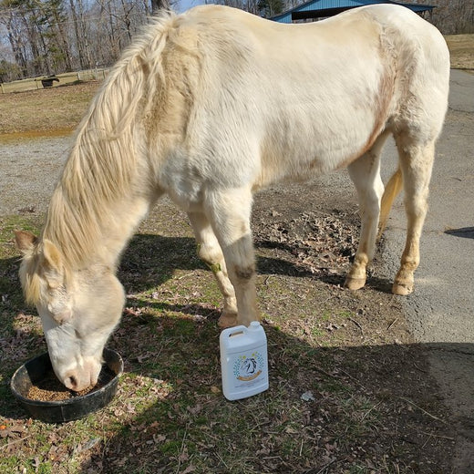 Atticia B.&rsquo;s palomino gelding CJ eating from a feed pan with the jug beside him