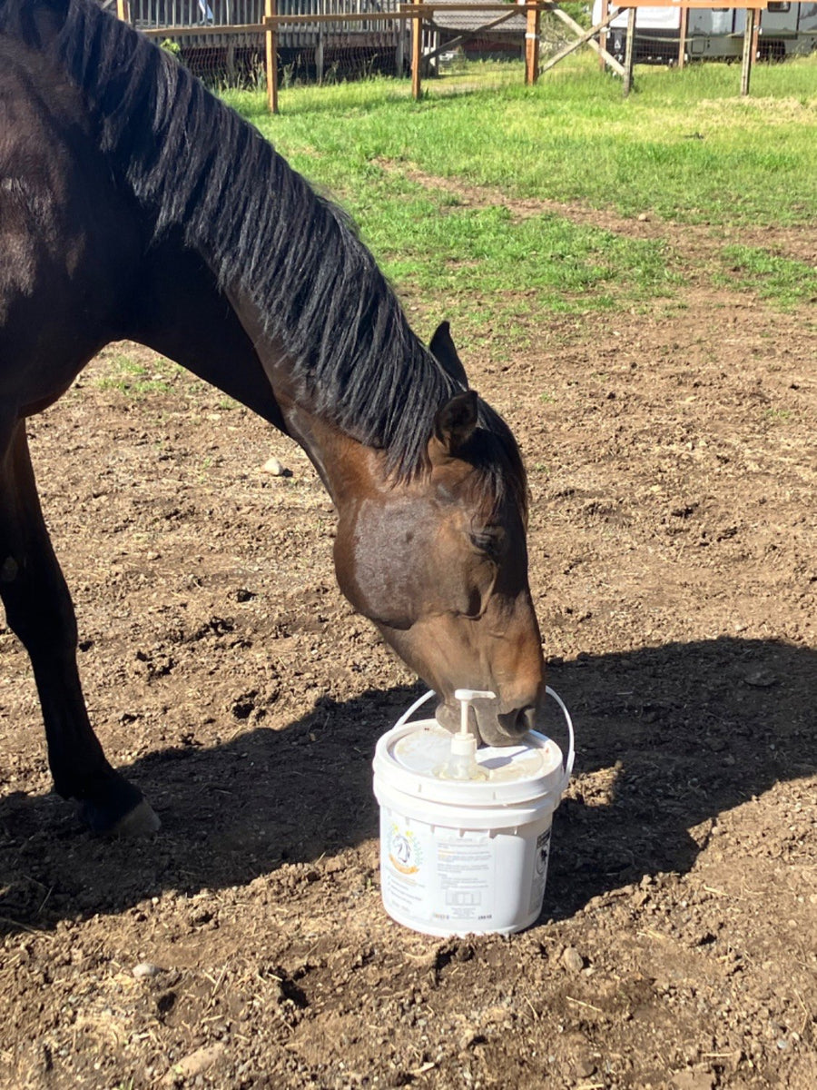 A dark bay horse licking the lid of a Camelina Oil pail, sent in by a customer