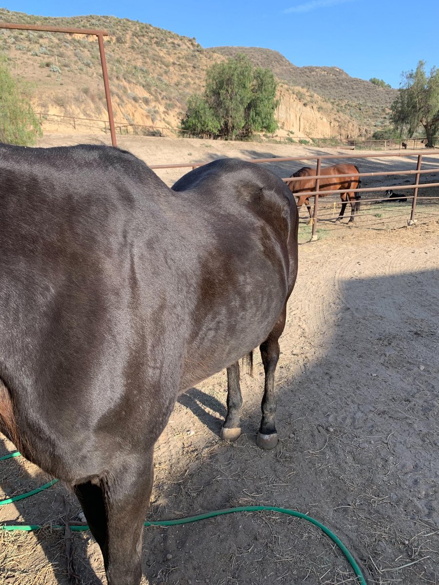 Macy months later, filled out along her back and ribs with a glossy coat