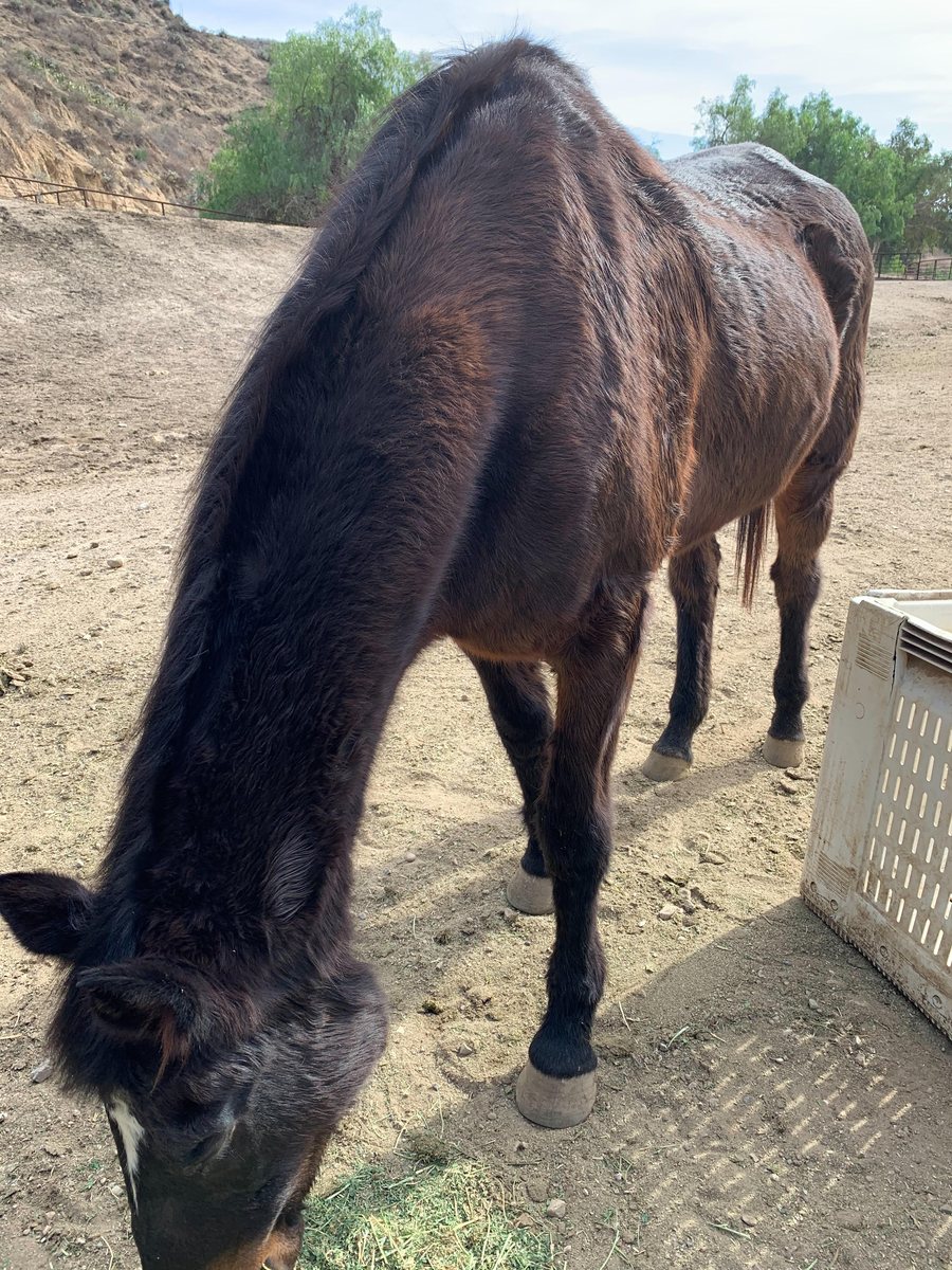 Macy, a 30-year-old Thoroughbred mare, thin with her ribs and hip bones showing, before camelina oil